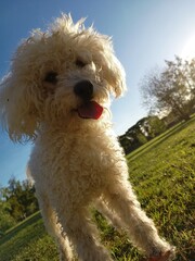 Perro caniche