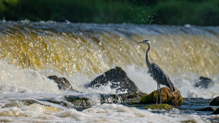 Fototapeta premium Grey heron on a stone at a waterfall on the Narew River in Poland
