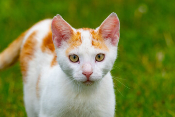 portrait of a cat