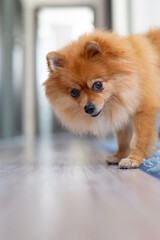 Pomeranian dog standing  on the floor