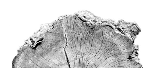 Gray monotone impression of end grain of wood slab. Tree rings art with texture and cracked surface.