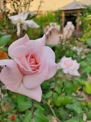 A serene and romantic image of a delicate pink rose in full bloom. Captured in a tranquil garden setting with a charming bridge in the background, the flower's soft petals and gentle hues create a pea