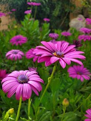 A captivating image of a purple daisy in bloom, with a shallow depth of field that draws attention to the delicate petals. The soft, pastel colors and gentle curves create a romantic and feminine atmo