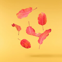 Obraz premium Beautiful bright colorful autumn leaves falling in the air isolated on yellow background. Zero gravity or levitation autumn conception. High resolution image.