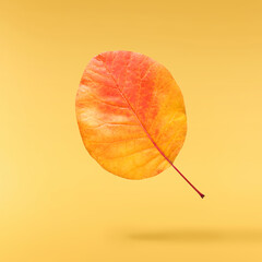 Beautiful bright colorful autumn  leaves falling in the air isolated on yellow background. Zero...