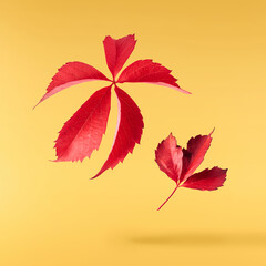 Beautiful bright colorful autumn  leaves falling in the air isolated on yellow background. Zero gravity or levitation autumn conception. High resolution image.