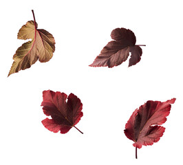 Beautiful bright colorful autumn  leaves falling in the air isolated on white background. Zero...
