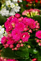 pink and white kalanchoe flowers close up . houseplant . flower shop . side view