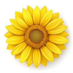 Fototapeta premium Yellow Sunflower Flower Isolated on White Background.