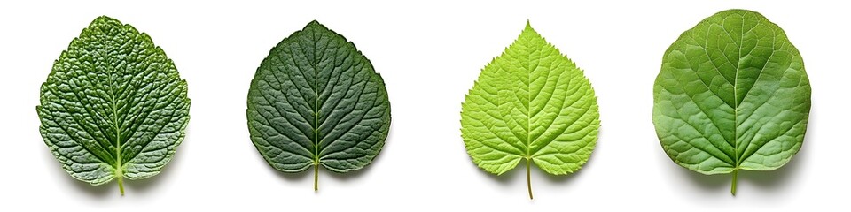 Obraz premium Green Leaves Collection Isolated on White Background.