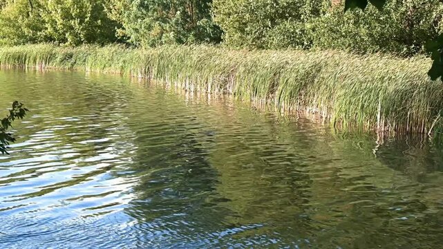 Poznan, Cybina Valley, part of the pond during sunset with a view of the Breg with lush reeds blown by the wind