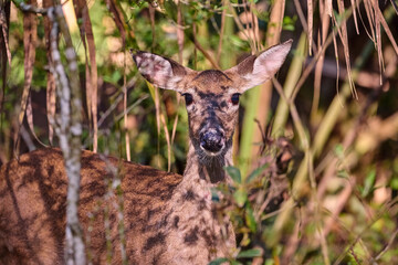 Female white tailed deer, in the forest.