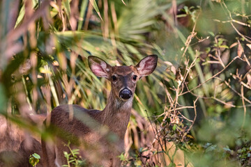 Female white tailed deer, in the forest.