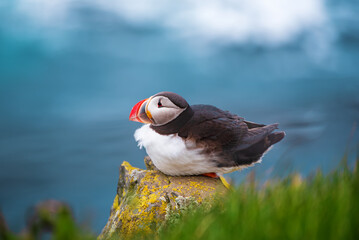 Single atlantic puffin in Iceland, animal outdoor background