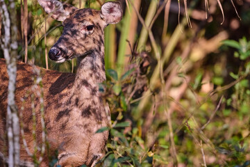 Female white tailed deer, in the forest.