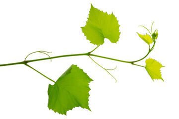 Grape branch with green leaves and tendrils on transparent, png. Grapevine. Sprig with leaves of grapevine