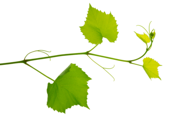 Grape branch with green leaves and tendrils on transparent, png. Grapevine. Sprig with leaves of grapevine