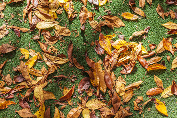 Vibrant autumn leaves scattered across a green lawn