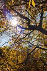 The warm autumn sun peeks through the branches of a tree