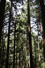 Magical Forest in Japan