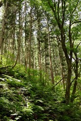 Magical Forest in Japan