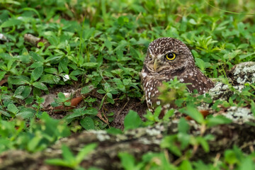 Burrowing Owl