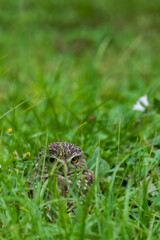 Burrowing Owl