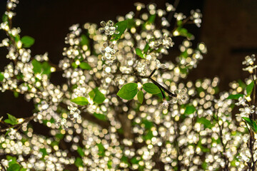 árbol de navidad sencillo hojas verdes y luces blancas
