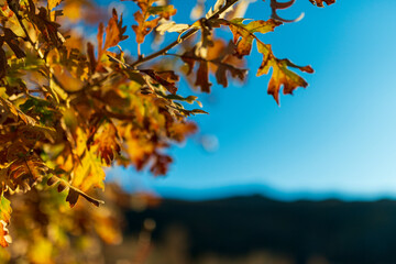 hojas caducas amarillas diciembre 2023 montaña gredos