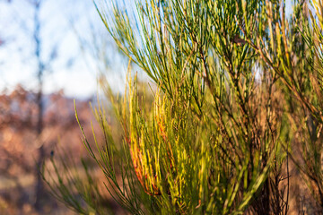 OTOÑO EN LA MONTAÑA DE GREDOS