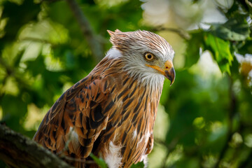 Portrait of red kite, Milvus milvus, perched on tree among green leaves. Endangered bird of prey with red feather. Cute bird with beautiful eyes and feather. Wildlife nature. Breeding season.