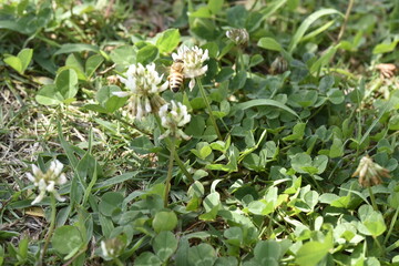シロツメクサと蜂