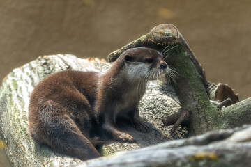 動物園　カワウソ