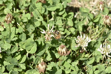 ミツバチの蜜採集