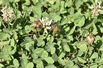 ミツバチの横から採取シーン