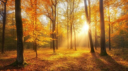 Obraz premium Golden autumn forest with vibrant orange and yellow leaves, sunlight filtering through the trees, peaceful and serene landscape scene