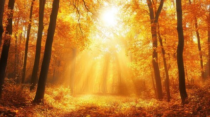 Obraz premium Golden autumn forest with vibrant orange and yellow leaves, sunlight filtering through the trees, peaceful and serene
