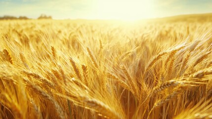 Golden wheat field swaying in the wind under a bright summer sun, peaceful and abundant rural landscape
