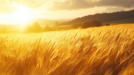 Obraz premium Golden wheat field swaying in the wind under a bright summer sun, peaceful and abundant rural landscape scene