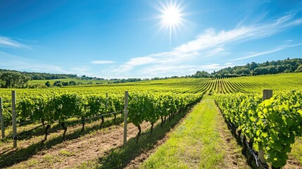 Obraz premium Lush vineyard stretching into the distance under a bright summer sun, abundant and vibrant agricultural landscape scene