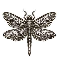 Capture the Grace of Nature with This Dragonfly Silhouette Vector Clipart, Showcasing a Beautifully Detailed Insect Illustration Ideal for Wildlife Graphics, Elegant Art Designs