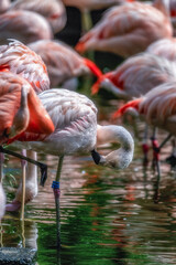 動物園 フラミンゴの群れ