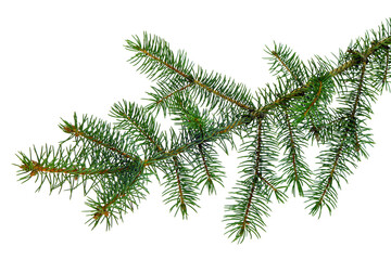 Obraz premium Christmas plants. fir branch . Christmas winter botanical decor . Coniferous twig . isolated on white without shadow
