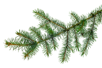 Christmas plants. fir branch . Christmas winter botanical decor . Coniferous twig . isolated on white without shadow