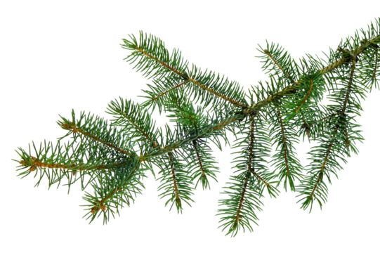 Christmas plants. fir branch . Christmas winter botanical decor . Coniferous twig . isolated on white without shadow