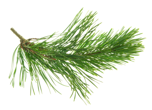 pine branch isolated on transparent, png . natural fir tree branch. Seasonal holiday nature decor. For advertisements, cards, posters, web designs and headers, dividers. New Year ,Christmas, Xmas.