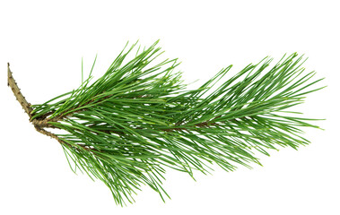 green pine branch. For Christmas decor. Green coniferous branches. isolated on transparent, png