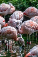 動物園 フラミンゴの群れ