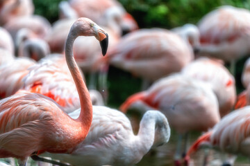 動物園 フラミンゴの群れ