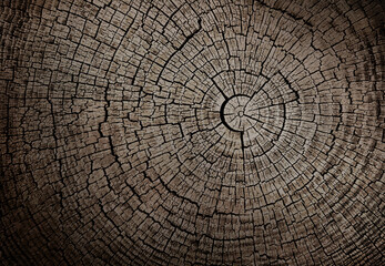 Black and white close up of vintage end grain of wood slab. Tree rings art with texture and cracked...